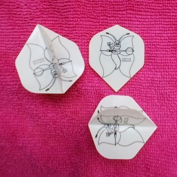 1 Set Flight